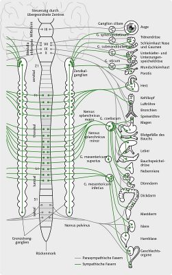Über den Grenzstrang (Miteinander Verbundene Ganglien entlang der Wirbelsäule) sind die Körperorgane höchst komplex verschaltet. Eine verhärtete Musklulatur drosselt auch hier die Mikrozirkulation.
