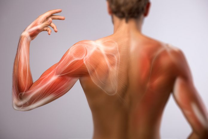Faszien am Arm und Rücken zu sehen